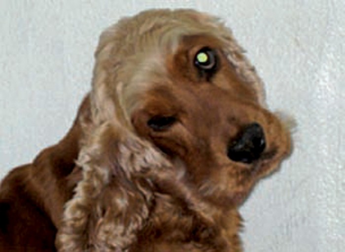 NEUROLOGICAL EXAMINATION IN DOGS Vet Times