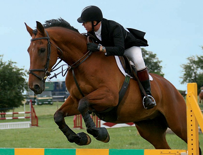 Equine degenerative joint disease medical treatment and management