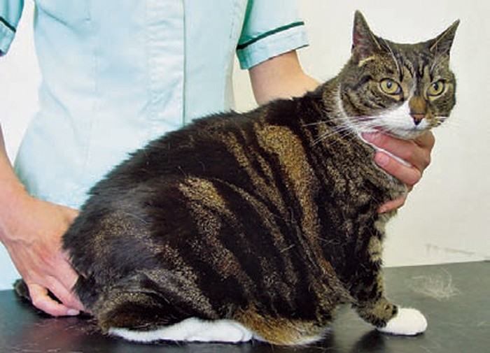 Symptoms of hypothyroidism in cats hotsell