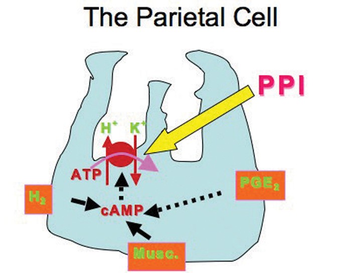 Basic gastrointestinal therapeutics Vet Times