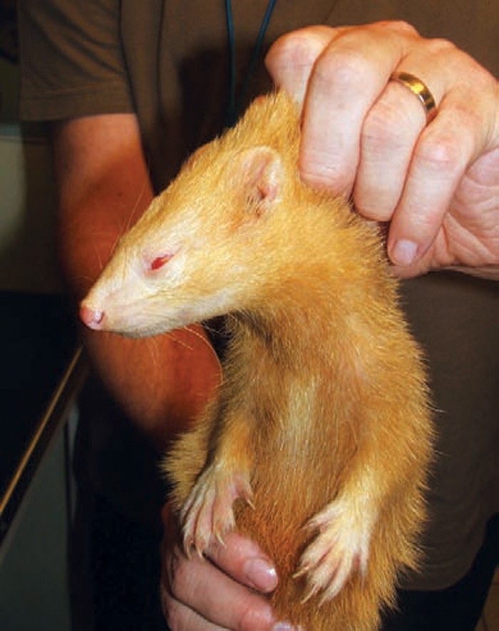 Orange ferret sale