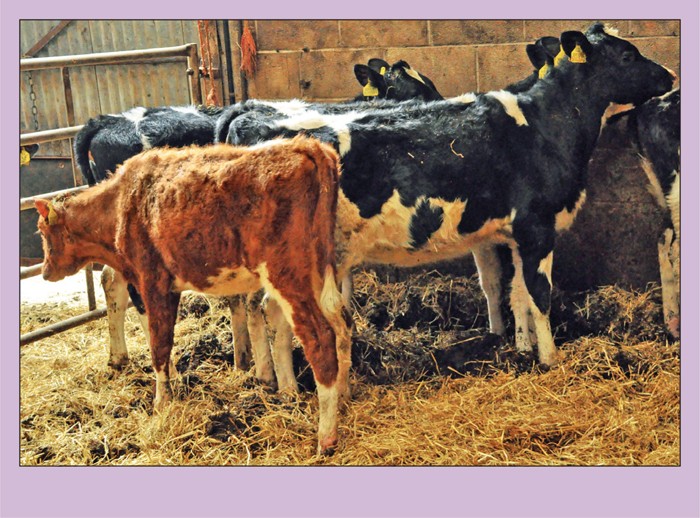Bovine viral diarrhoea update on disease and its control Vet Times