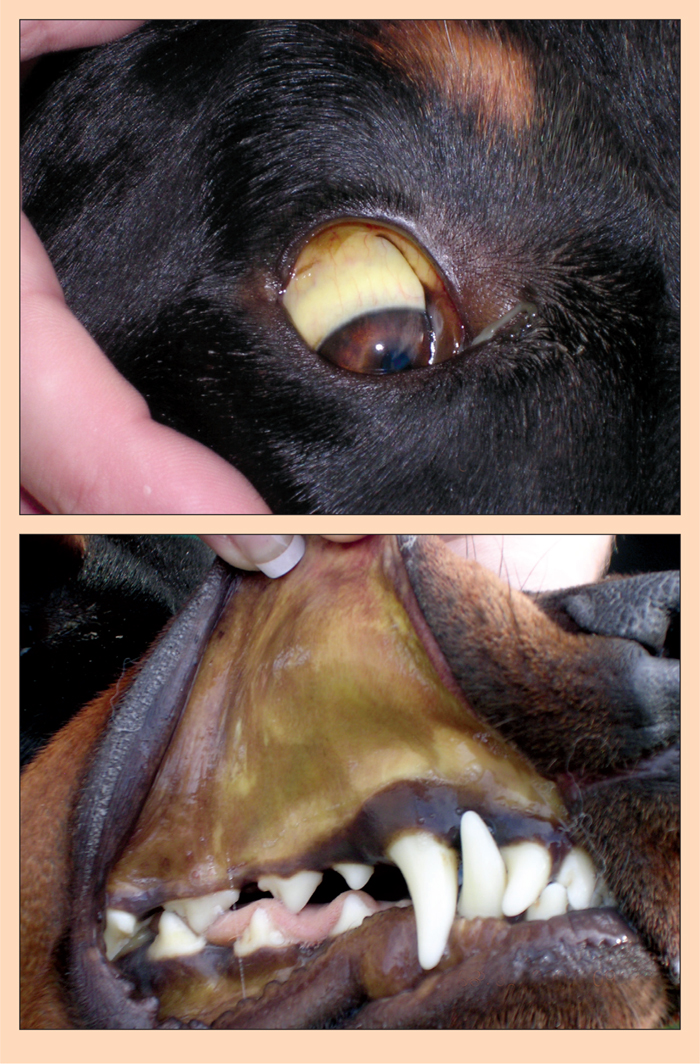 LEPTOSPIROSIS: AN UPDATE | Vet Times