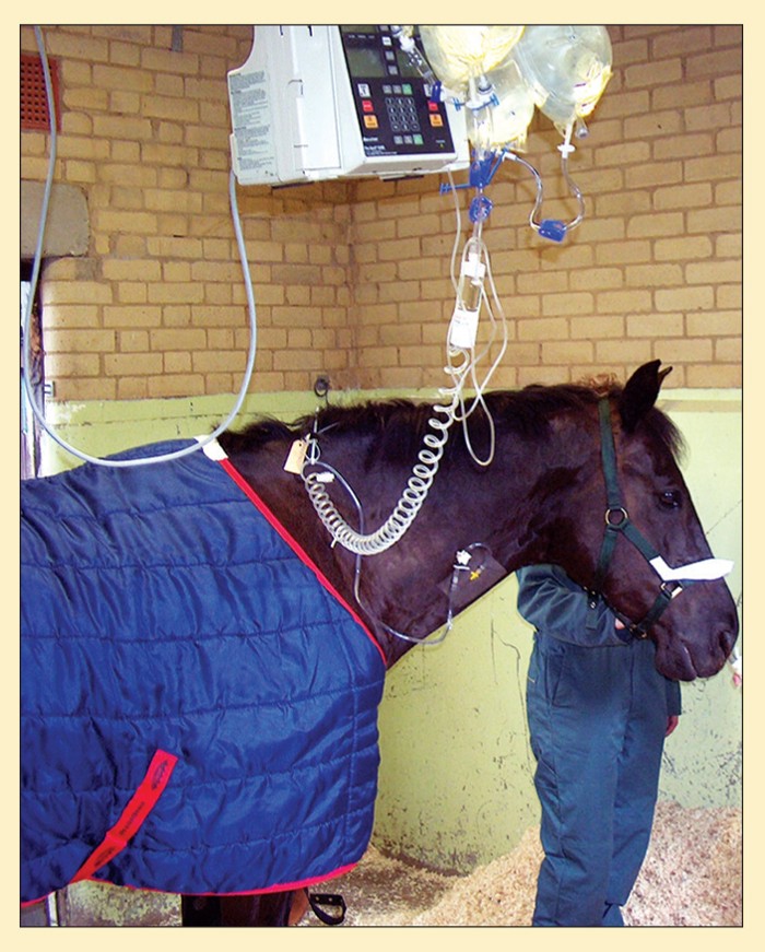 OPTIMISING FLUID THERAPY EFFECTIVENESS IN HORSES Vet Times
