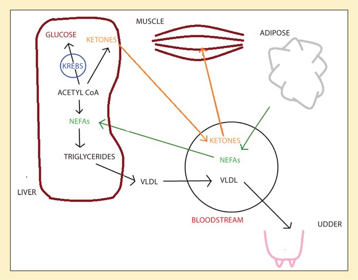 Metabolic Disease In Farm Cattle Part One Ketosis And Fatty Liver ketosis-in-the-dairy-cow-friend-or-foe-university-of-maryland-extension