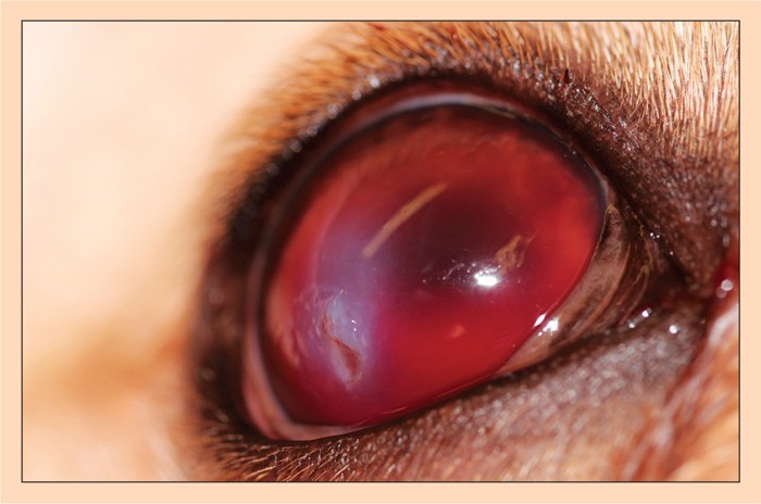 Cat eye scratch treatment outlet