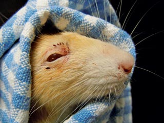 Figure 1. Chromodacryorrhea in a rat. Porphyrin staining around the eye is a non-specific sign of stress that may indicate an underlying disease or a painful state, warranting further investigations.  Image: Wendy Bament.