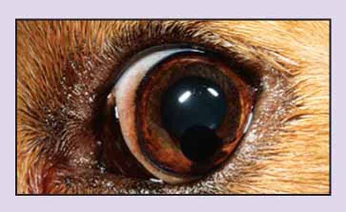 Uveal cysts: treat or not treat? | Vet Times