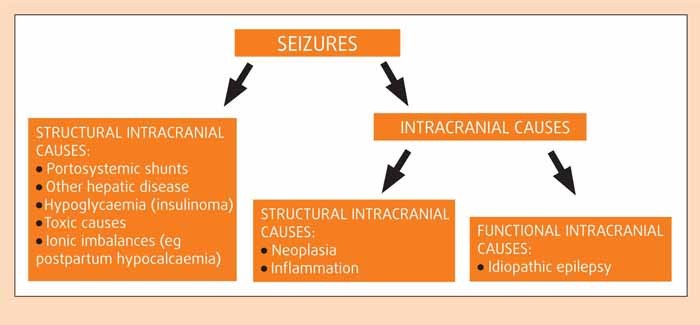 what is idiopathic epilepsy dogs