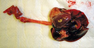Figure 2. Mycoplasma pulmonis is considered the most important infectious agent responsible for life-persistent, chronic respiratory disease in rats. Progression to  broncho-pulmonary disease can occur.