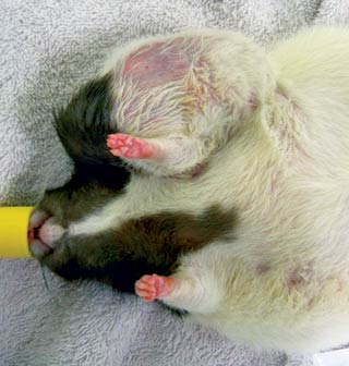 Figure 4. Mammary tumours are extremely common, especially in female rats, and can be found anywhere from the axilla to  the perianal area due to the extensive mammary tissue present in rodents.