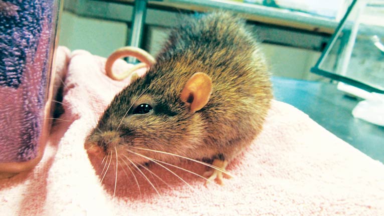 Figure 5. Head tilt may be seen in rats with pituitary gland neoplasia.