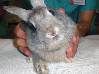 Figure 1. Neurological signs are considered the most common clinical presentation of encephalitozoonosis in pet rabbits. The most frequent neurological signs are often associated with vestibular disease and can include head tilt, ataxia, circling and rolling, nodding or swaying at rest, and nystagmus.