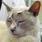 Figure 5. Glue is applied to the tapes and gently attached to the cat’s hair.