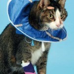 Figure 6. Place a soft/Elizabethan collar on the cat to prevent premature removal, then coil and tape the tube inside.