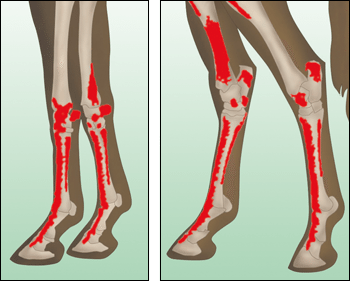 Figure 4. Be aware of all bony prominences (red areas) when bandaging the patient.