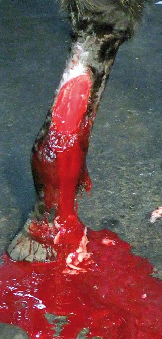 Figure 5. Debride granulating wounds as often as is necessary.