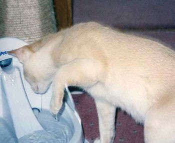 Some cats enjoy drinking running water.