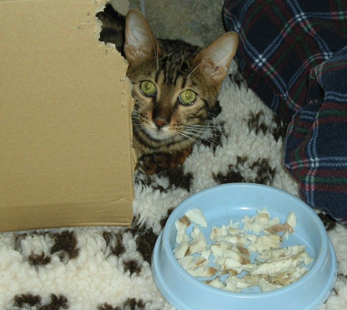 Figure 3. Pets should be transitioned to a renal diet after they are home; this inappetant cat is being tempted with fish during its stay in the clinic.