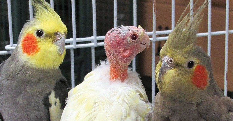 feather plucking treatment