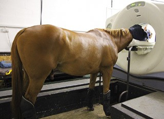 Equine CT