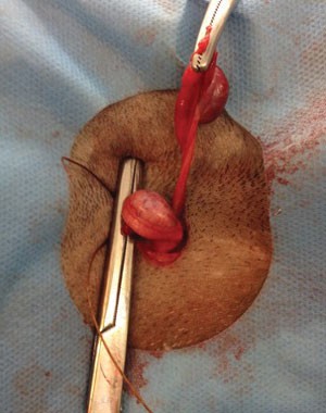Figure 1. Testicles being removed during the spay surgery.