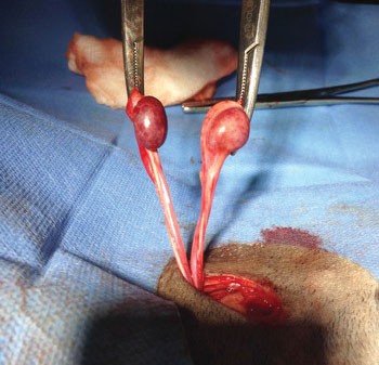 Figure 2. Testicles attached to a bifurcating uterus.