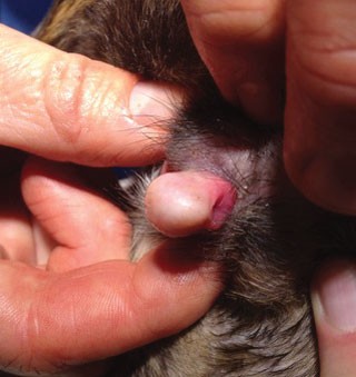Figure 3.  Vulva protrusion, enlarged clitoris with suspected os penis.