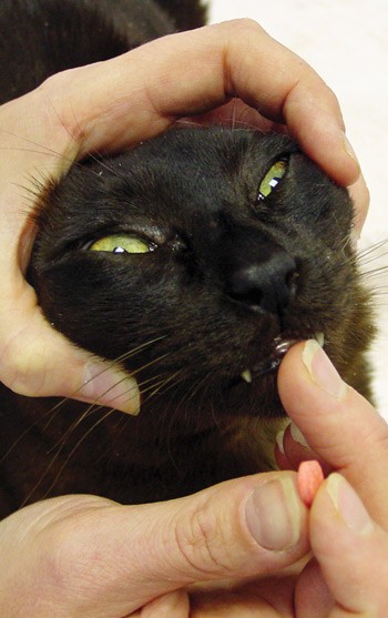 Orally medicating cat