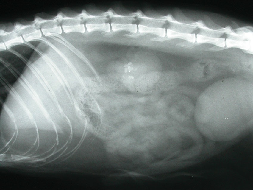 Radiograph of a cat showing uroliths