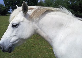 Figure 1. An 18-year-old pony mare with regional adiposity of the crest.