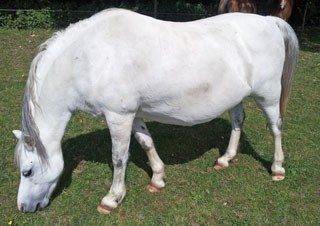 Figures 2 and 3. A 10-year-old Welsh pony mare with generalised obesity.