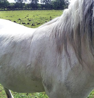 Figures 2 and 3. A 10-year-old Welsh pony mare with generalised obesity.