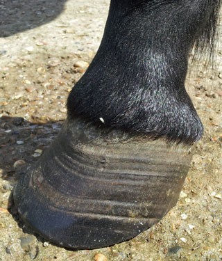 Figure 4. Front feet from a 14-year-old pony mare with recurrent laminitis.