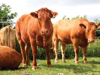 Figure 1. Cows are the main intermediate host of N caninum and the main effect of N caninum infection is an abortion.