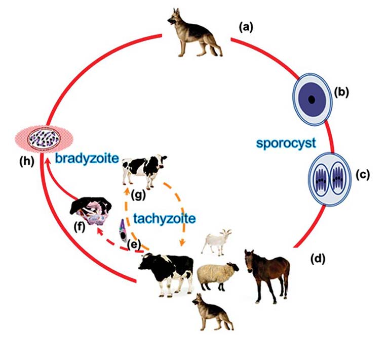 Figure 2. Transmission routes for N caninum. (a) definitive host (the dog); (b) non-sporulated oocyst passed in faeces; (c) sporulated oocyst in food, water or soil; (d) intermediate hosts (IH); (e) tachyzoite transmitted via placenta; (f) aborted infected fetus; (g) persistently infected calf; (h) bradyzoite-containing tissue cysts in the IH A continuous line indicates horizontal transmission and dashed line indicates vertical transmission.
