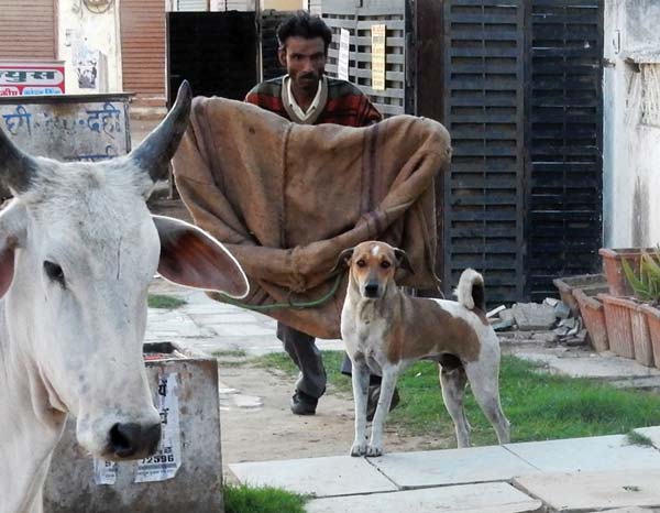 Shyam Lal ji catching a street dog using the sack method.