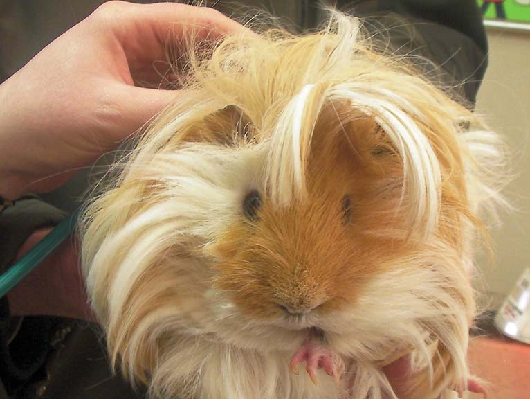 Auscultation of a guinea pig.