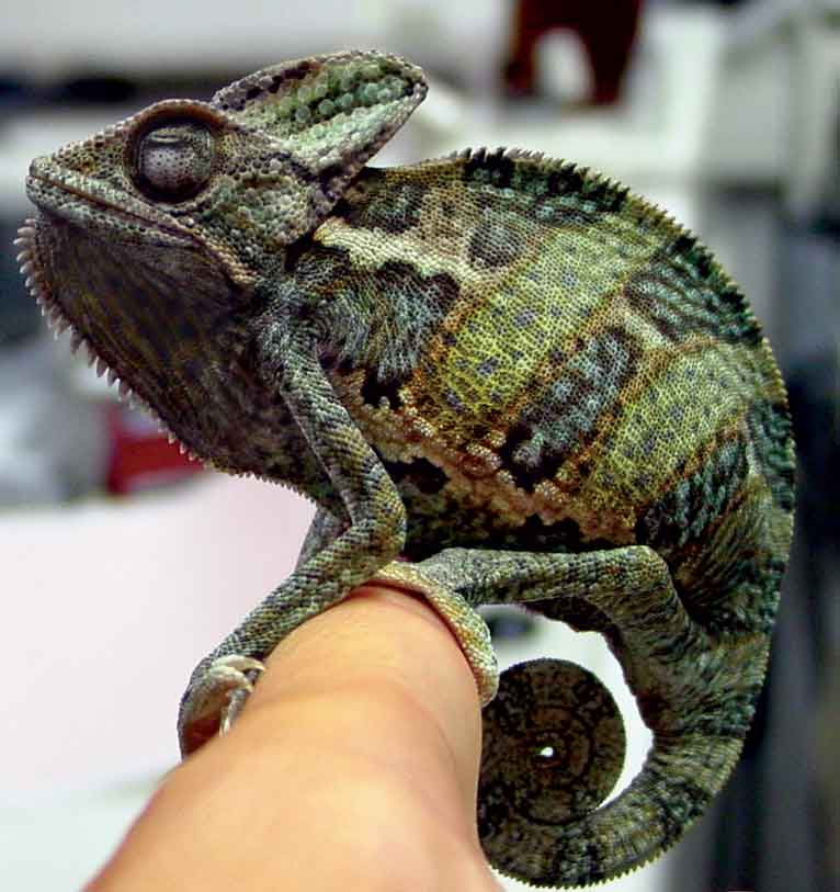 Overview of common nutritional disorders of captive reptiles Vet Times