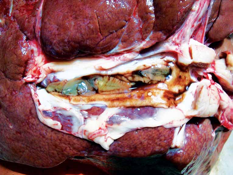 Adult liver fluke. Image: ©University of Liverpool.