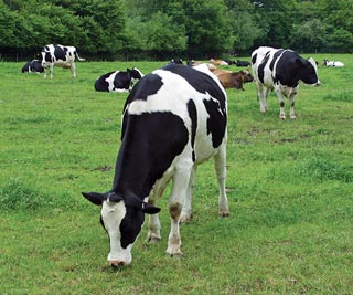 Pasture-based dairy herds can face more detrimental GIN effects on its milk production and reproduction.