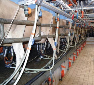 Maximising intakes is critical at the start of lactation as it influences peak production and the subsequent lactation yield.