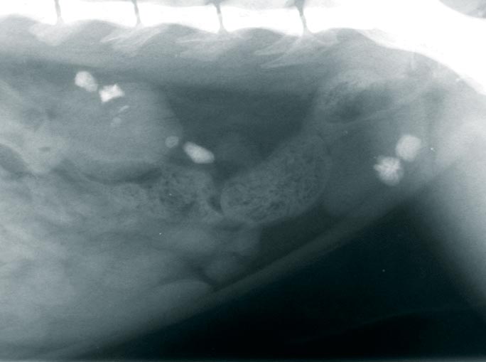 Figure 2. Radiograph of a cat with nephroliths, ureteroliths and uroliths.