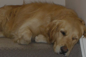 Neutering Can Have Long Term Health Effects In Golden Retrievers Vet Times
