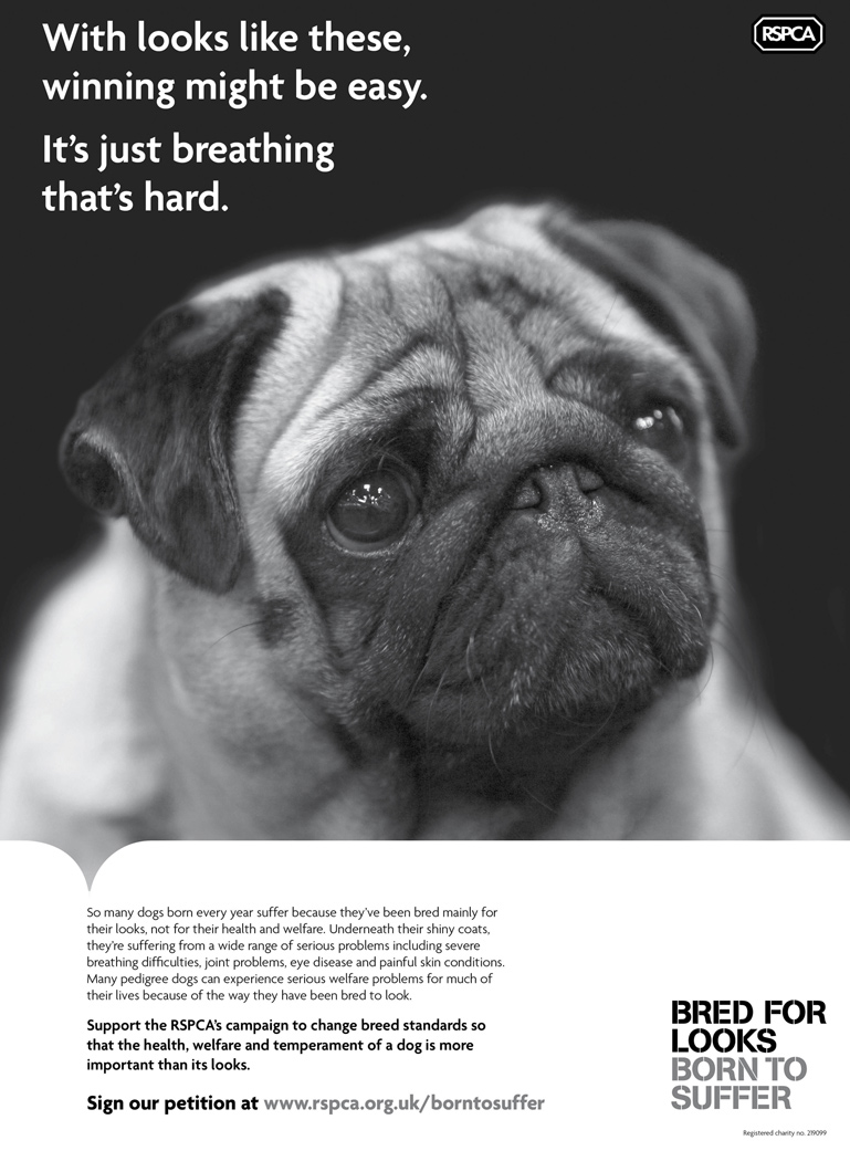 Puppies bred for looks 'born to suffer' warns RSPCA | Vet Times Puppies bred for looks 'born to suffer' warns RSPCA | Vet Times
