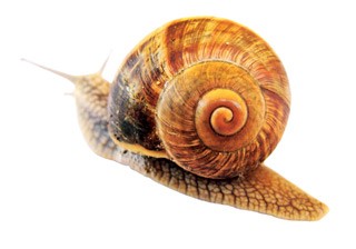 Figure 2. Pets that eat slugs and snails may be at increased risk of acquiring lungworm infection.