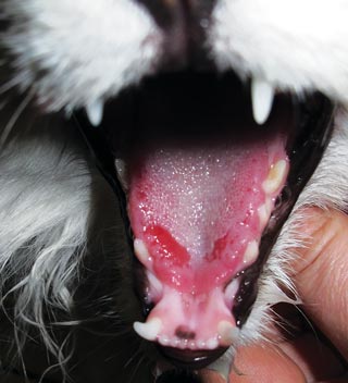 Figure 2. Hypersalivation and inflammation of a cat’s tongue 12 hours after licking a patio treated with a cleaner containing benzalkonium chloride.