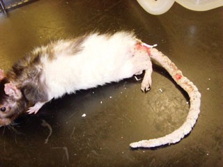 Figure 2. A rat with severe parasite infestation.