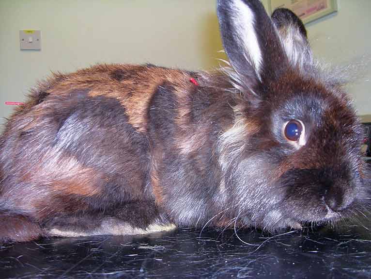 Figure 4. A rabbit receiving acupuncture for arthritis. Note the different hair colouration where it has grown back post-hair loss through parasites.