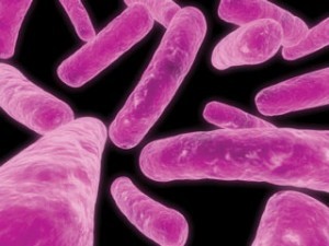 Figure 1. Probiotic bacteria.